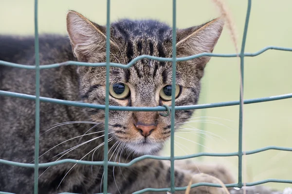 Gato mientras te mira desde — Foto de Stock