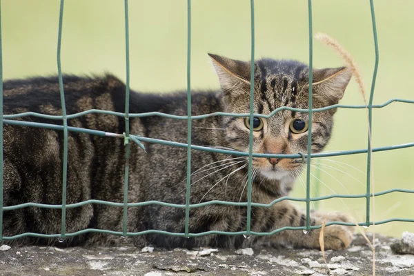 Gato mientras te mira desde — Foto de Stock