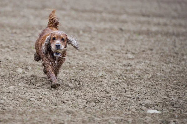 Happy Dog cocker anglais épagneul tout en courant vers vous — Photo