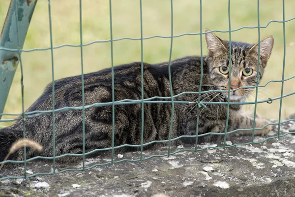 Gato mientras te mira desde — Foto de Stock