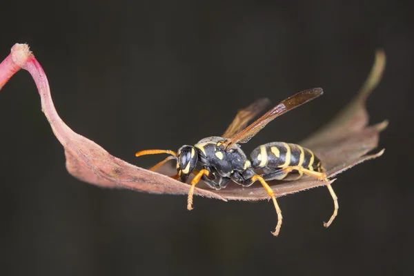 Wasp looking at you on a leaf — Stock Photo, Image