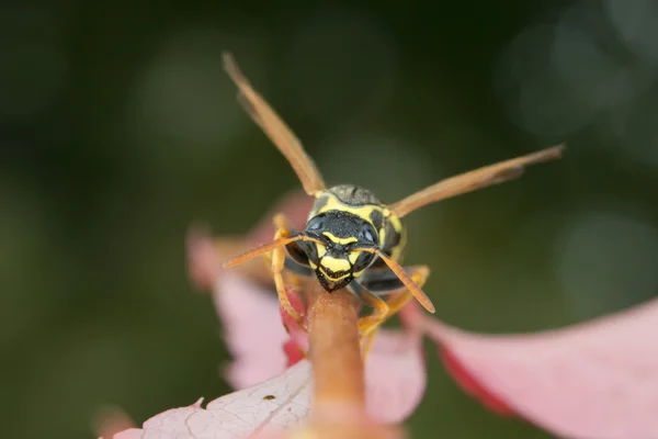Sana bakmak bir yaprak arısı — Stok fotoğraf