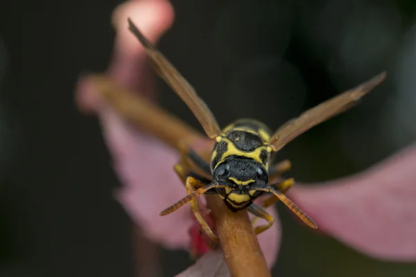 Wespe schaut dich auf einem Blatt an — Stockfoto