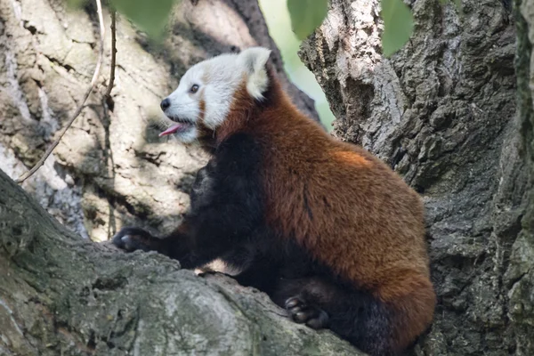 Rode panda close-up portret — Stockfoto