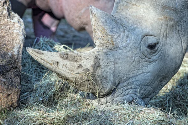White rhino portrait — Stock Photo, Image