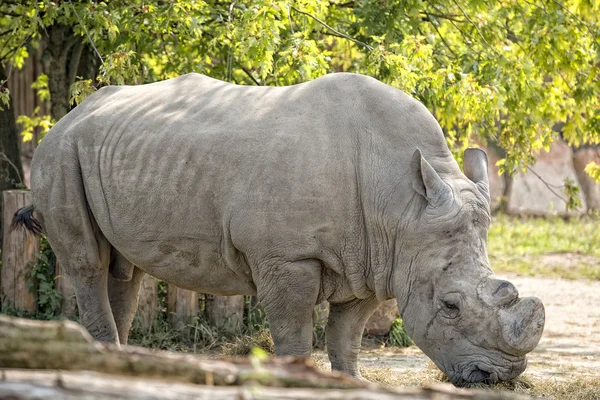 White rhino portrait — Stock Photo, Image