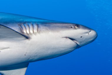 köpekbalığı saldırısı sualtı