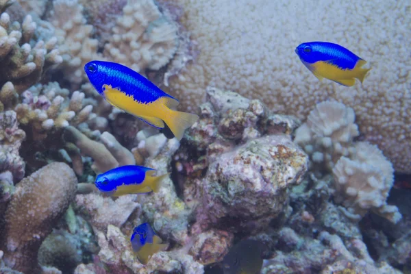 Fish on corals house for Fishes — Stock Photo, Image