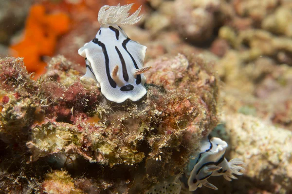 Chromodoris wilani 裸鳃亚目 — 图库照片