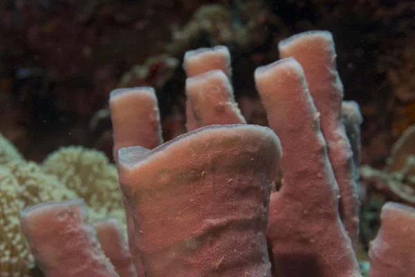 Tuibe sponge in the reef background Raja Ampat — Stock Photo, Image