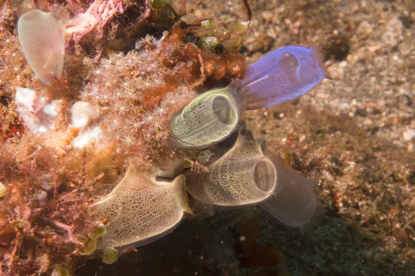 Deniz squirt — Stok fotoğraf