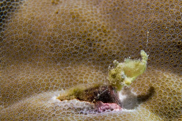 Żółta żaba ryb — Zdjęcie stockowe