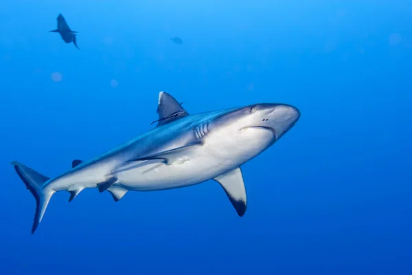 Ataque de tiburones bajo el agua — Foto de Stock