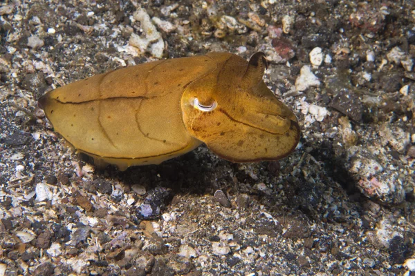 Squid cuttlefish underwater on black lava sand much dive — Stock Photo, Image