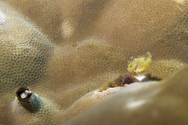 Bebek sarı Kurbağa balığı — Stok fotoğraf
