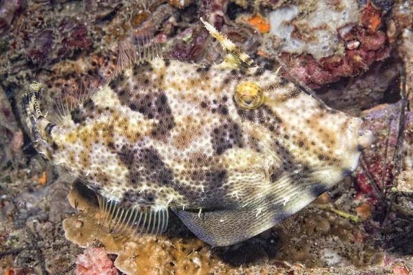 Drückerfische unter Wasser — Stockfoto