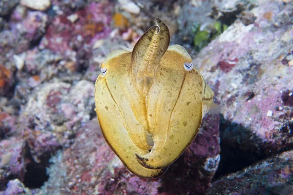 Squid cuttlefish underwater on black lava sand much dive — Stock Photo, Image