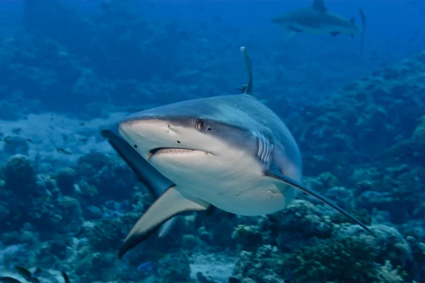 Ataque de tubarão subaquático — Fotografia de Stock