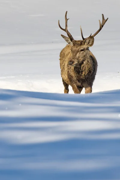 Ciervo en el fondo de nieve — Foto de Stock