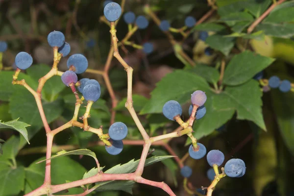 Barry azul enquanto amadurece na planta — Fotografia de Stock