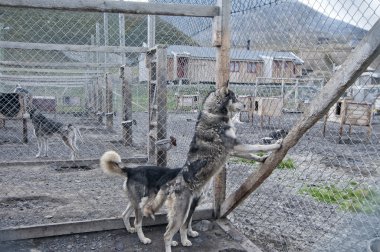 Svalbard kızak köpek çiftliği