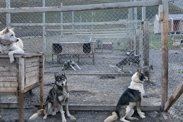 Špicberky psích spřežení farma — Stock fotografie