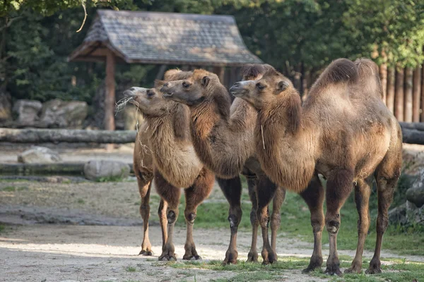 Hnědá velbloudí trio portrét — Stock fotografie