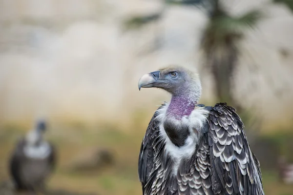 Isolierter Geier, Bussard, der dich ansieht — Stockfoto