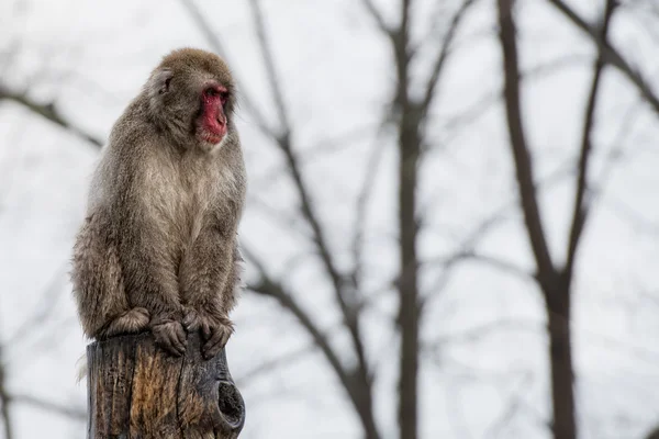 Japanska makak apa porträtt — Stockfoto