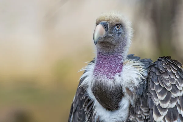 Isolated vulture, buzzard looking at you — Stock Photo, Image