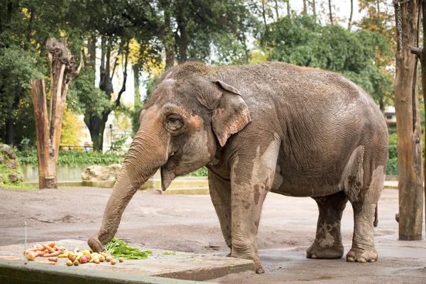 Ojo de elefante —  Fotos de Stock