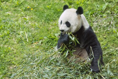 Bambu yerken dev panda