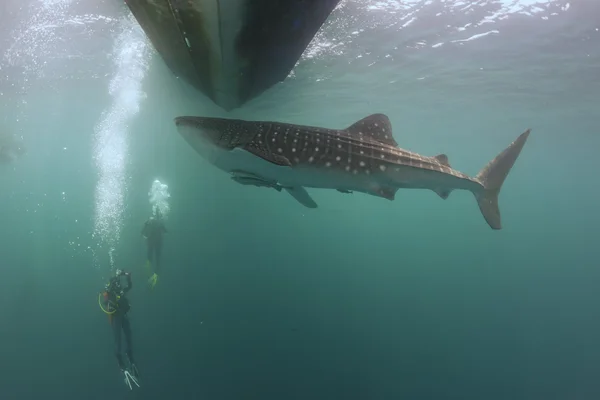 じんべえざめ水中、深い青色の海でボートの下でスクーバダイバーに近づいています。 — ストック写真