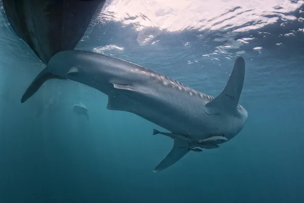 Requin baleine venir à vous sous l'eau — Photo