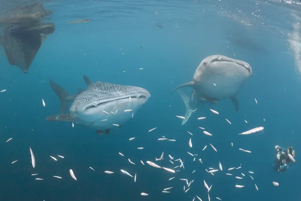 Whale Shark underwater approaching a scuba diver under a boat  in the deep blue sea — Stock Photo, Image