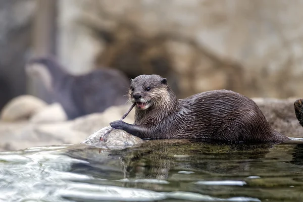 Fischotter-Porträt — Stockfoto