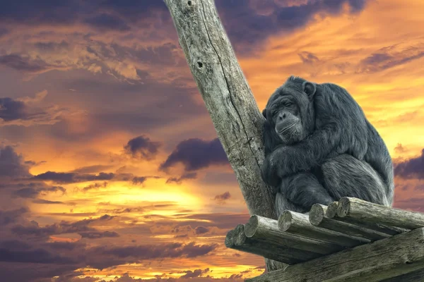 Mono mono chimpancé mientras duerme — Foto de Stock