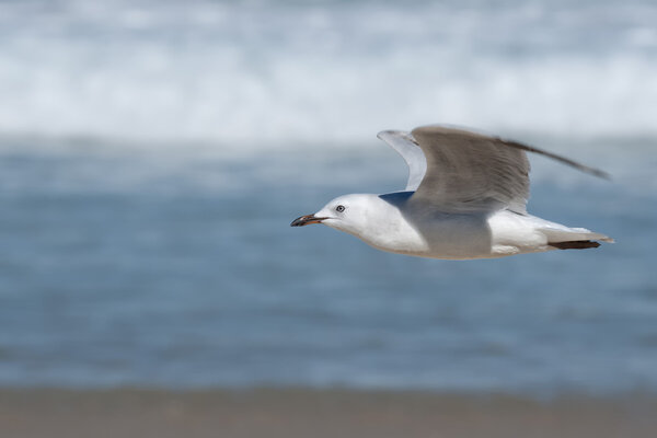 Seagull in Bondi Beach