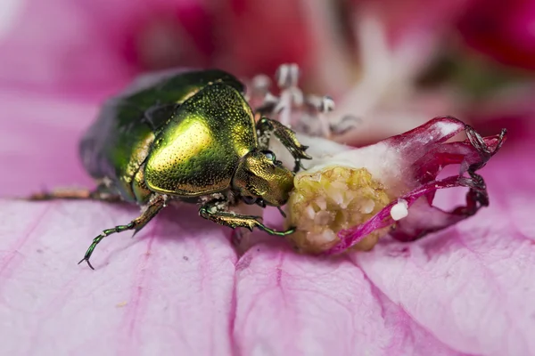 Yeşil metalik beatle — Stok fotoğraf