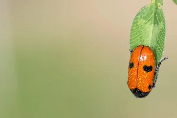 Mariquita húmeda macro sobre fondo marrón — Foto de Stock