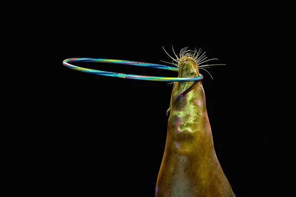 Circus Seal while playing on the black background — Stock Photo, Image