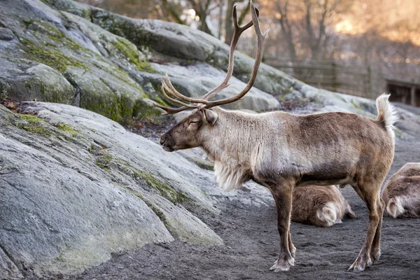 Reindeer portrait in winter snow time — Stock Photo, Image