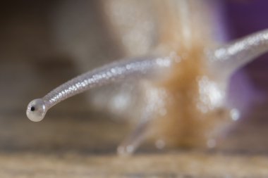 Salyangoz göz makro 