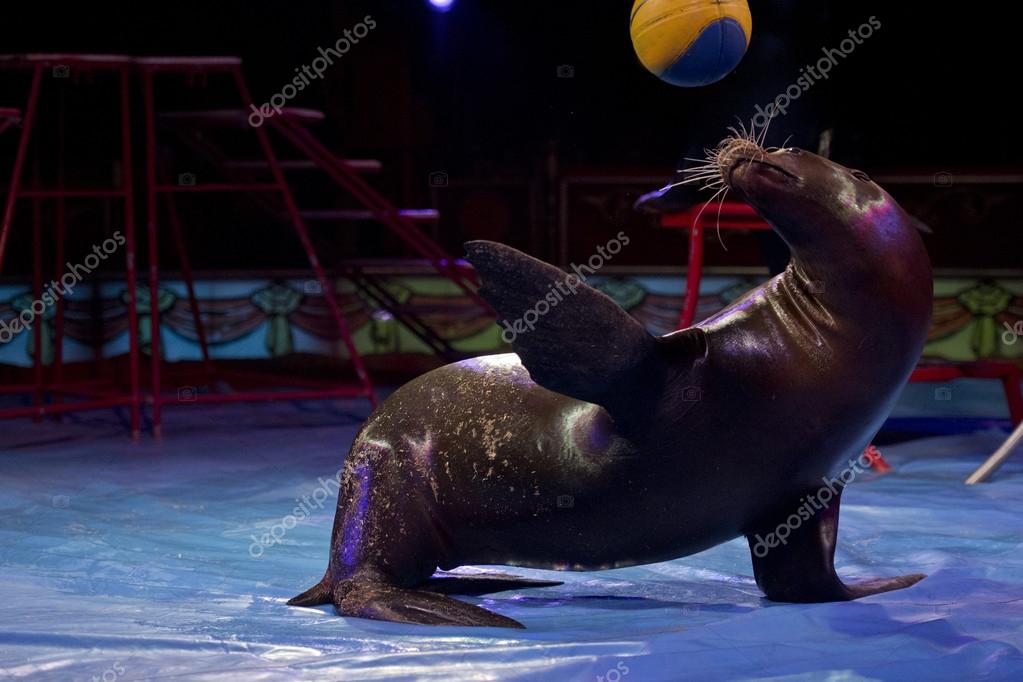 Circus Seal while playing on the black background Stock Photo by