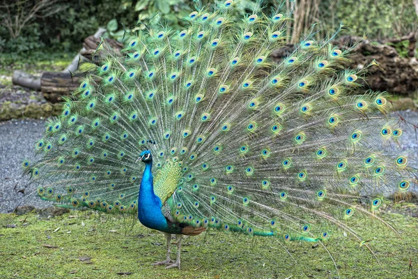 Paon oiseau magnifique plume roue ouverte portrait — Photo