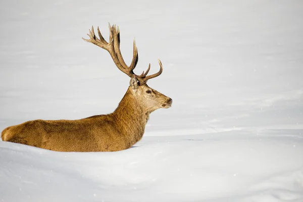 Ciervo aislado sobre el fondo blanco de la nieve — Foto de Stock