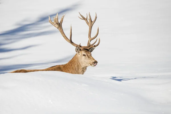 Cerf isolé sur fond de neige blanche — Photo