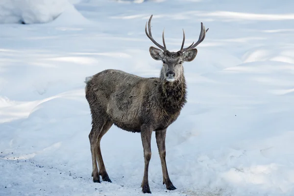 Na białym tle jelenia na tle białego śniegu — Zdjęcie stockowe