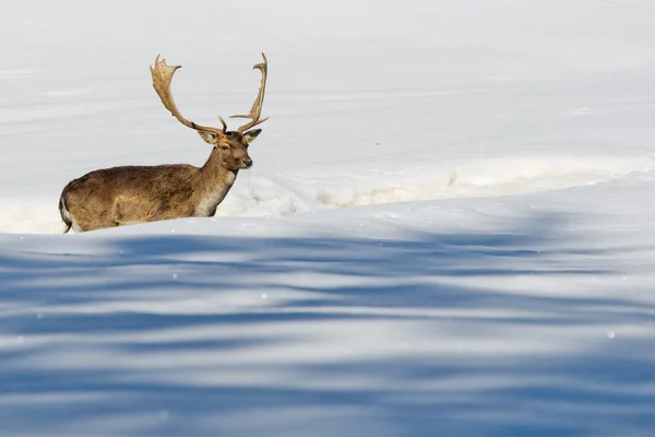 하얀 눈 배경에서 고립 된 사슴 — 스톡 사진