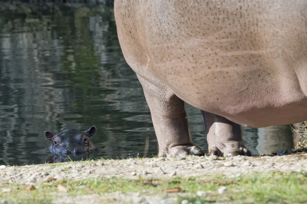 아기와 큰 어머니 hyppopotamus 초상화 — 스톡 사진